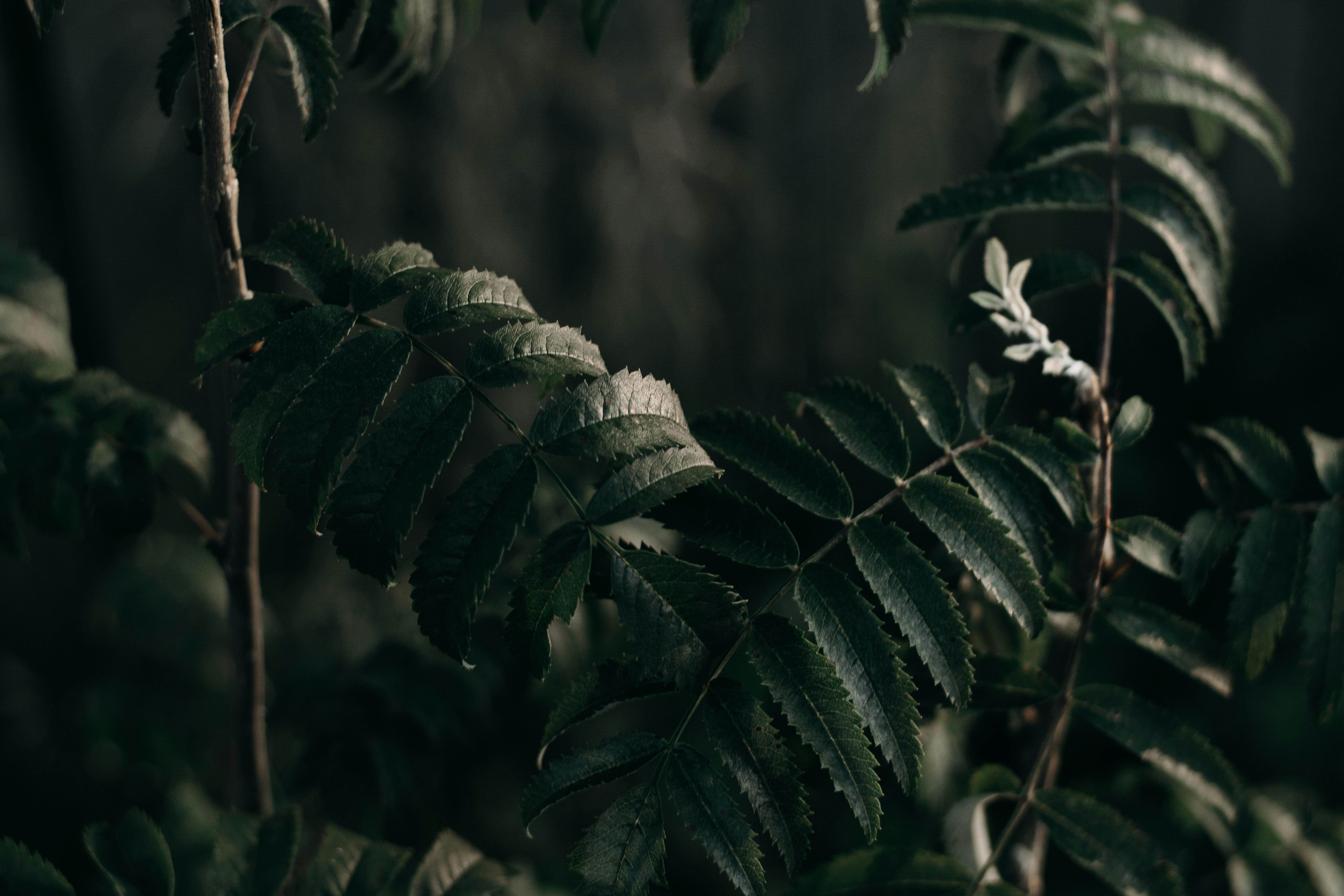 BotanicaOrganica